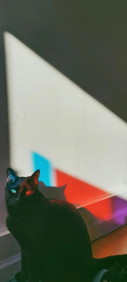 a black cat sits in front of a window with the light shining on it