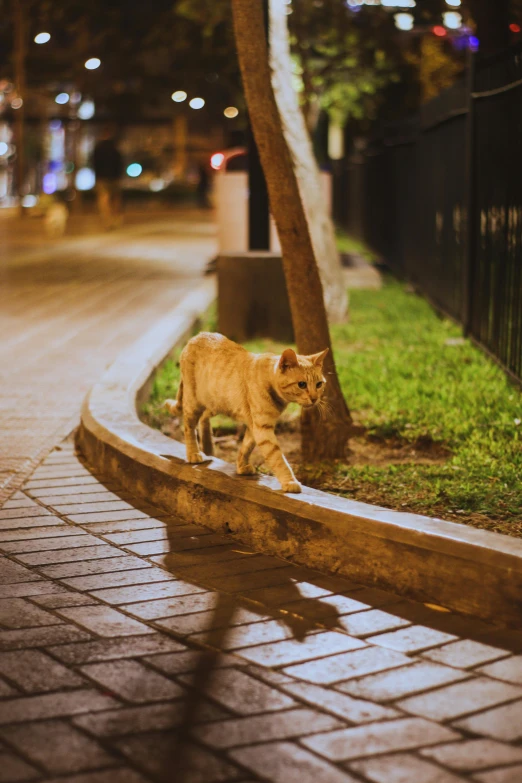 a cat is walking around in the city at night