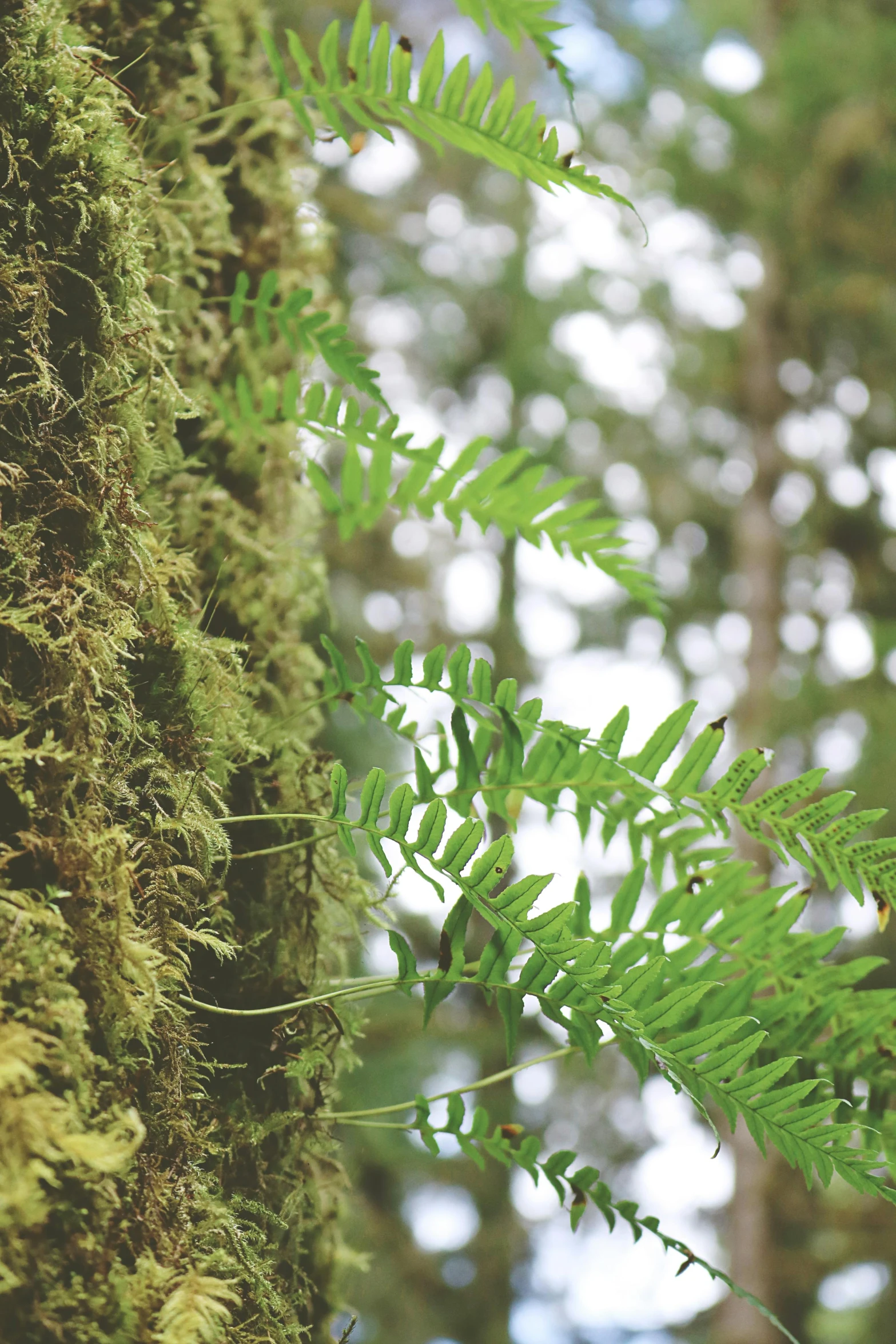 an abstract pograph of green leaves on the side of a tree