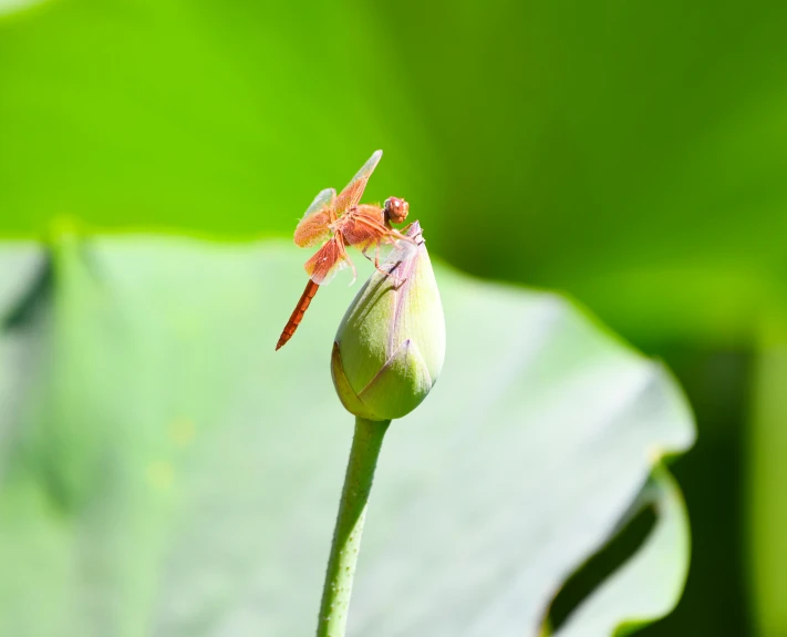 a small red dragonfly sits on top of a plant