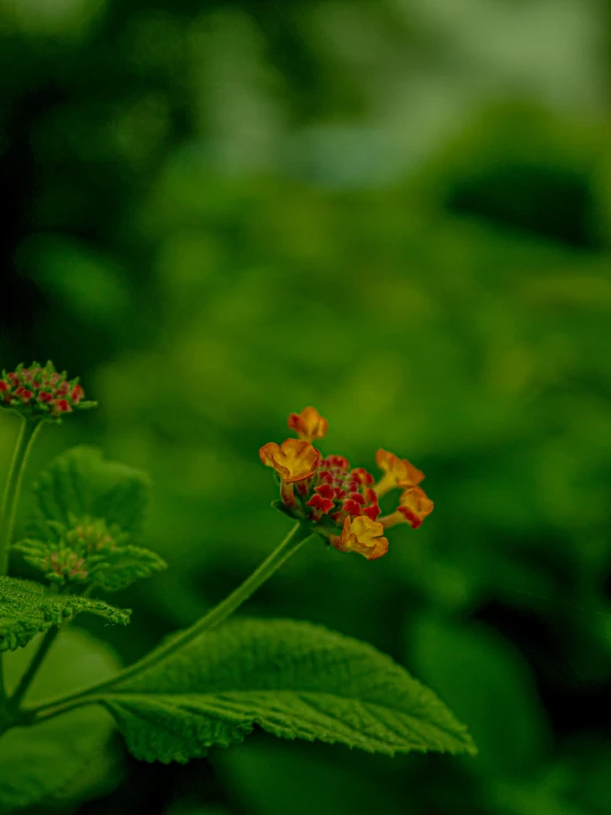 a flower that is sitting on a green plant