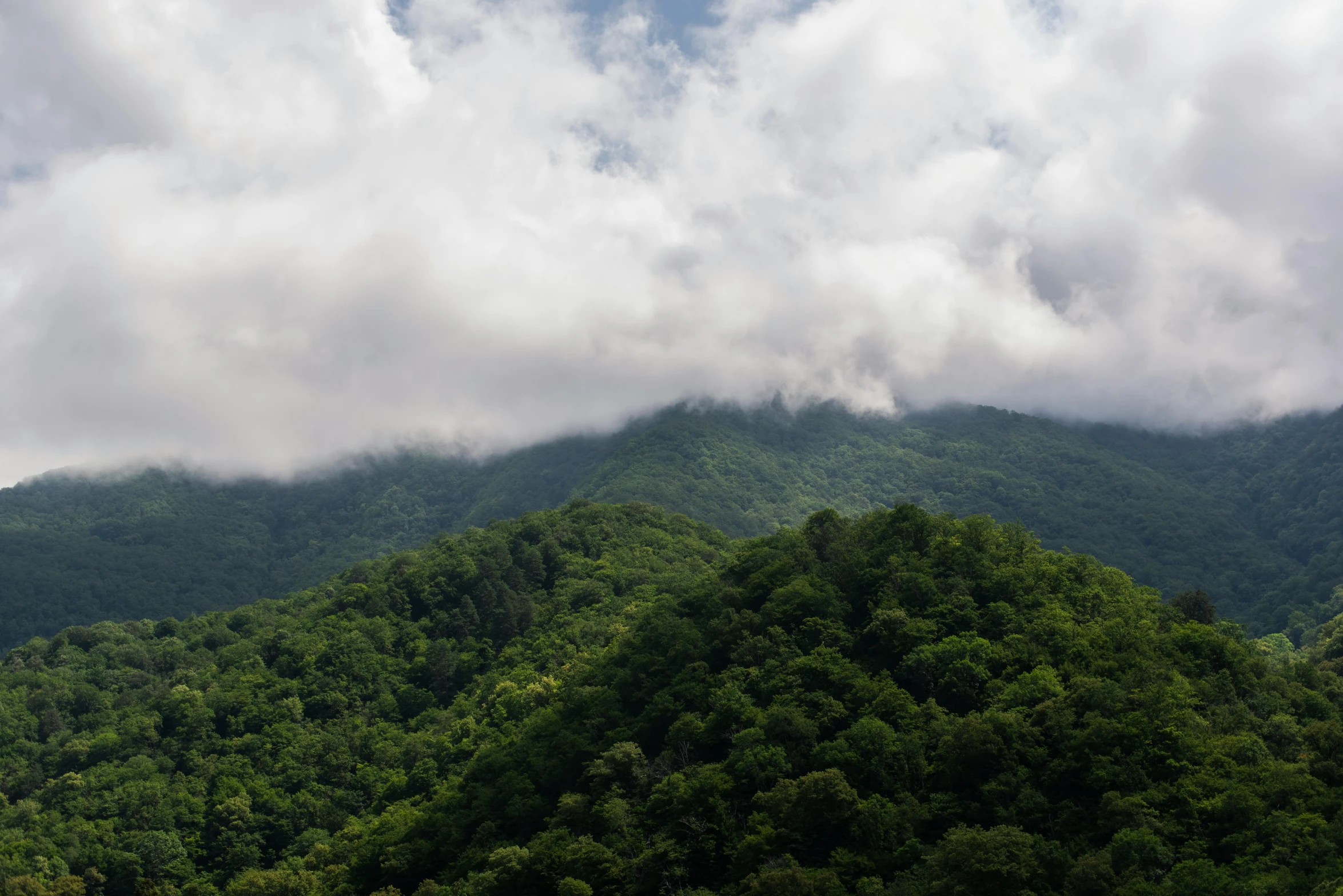 mountain with many trees on top under cloudy sky