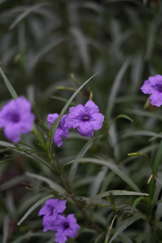 the flowers are purple in color and very small