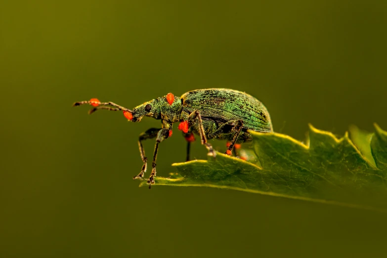 a green bug is standing on a leaf