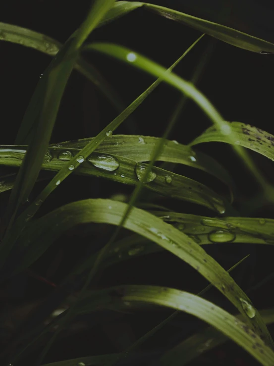 the back end of a long leaf with drops of water on it