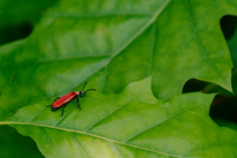 an image of a red bug on the leaf