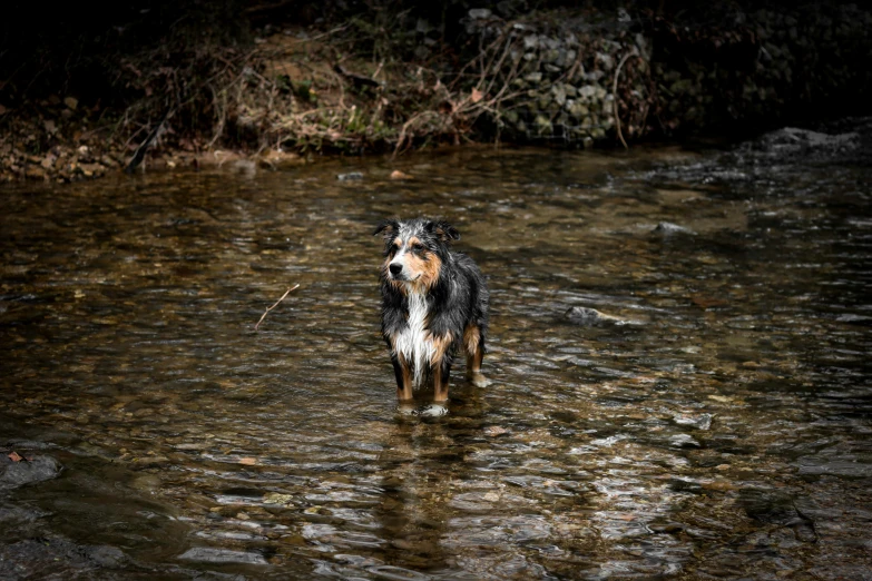 a wet dog standing in the middle of a river