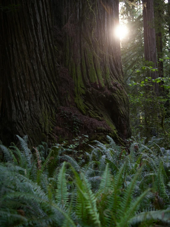 the sun shines through a group of trees and ferns