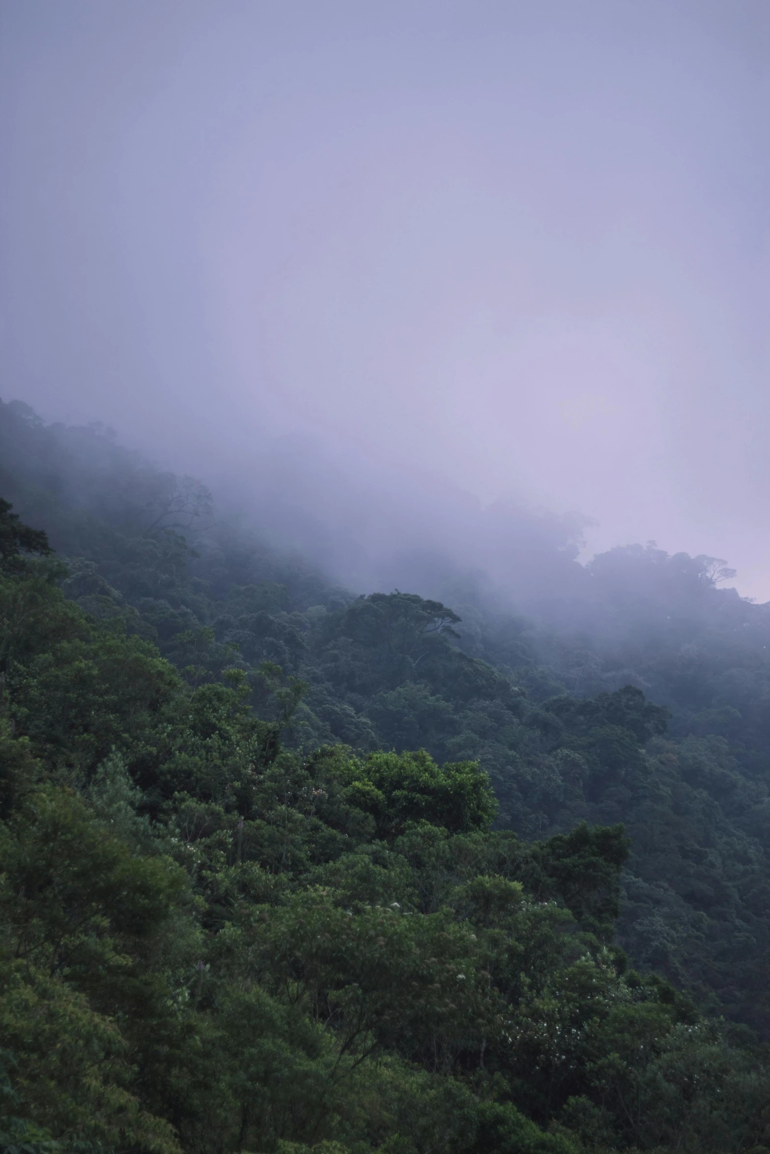 a foggy hill with lots of trees on top of it