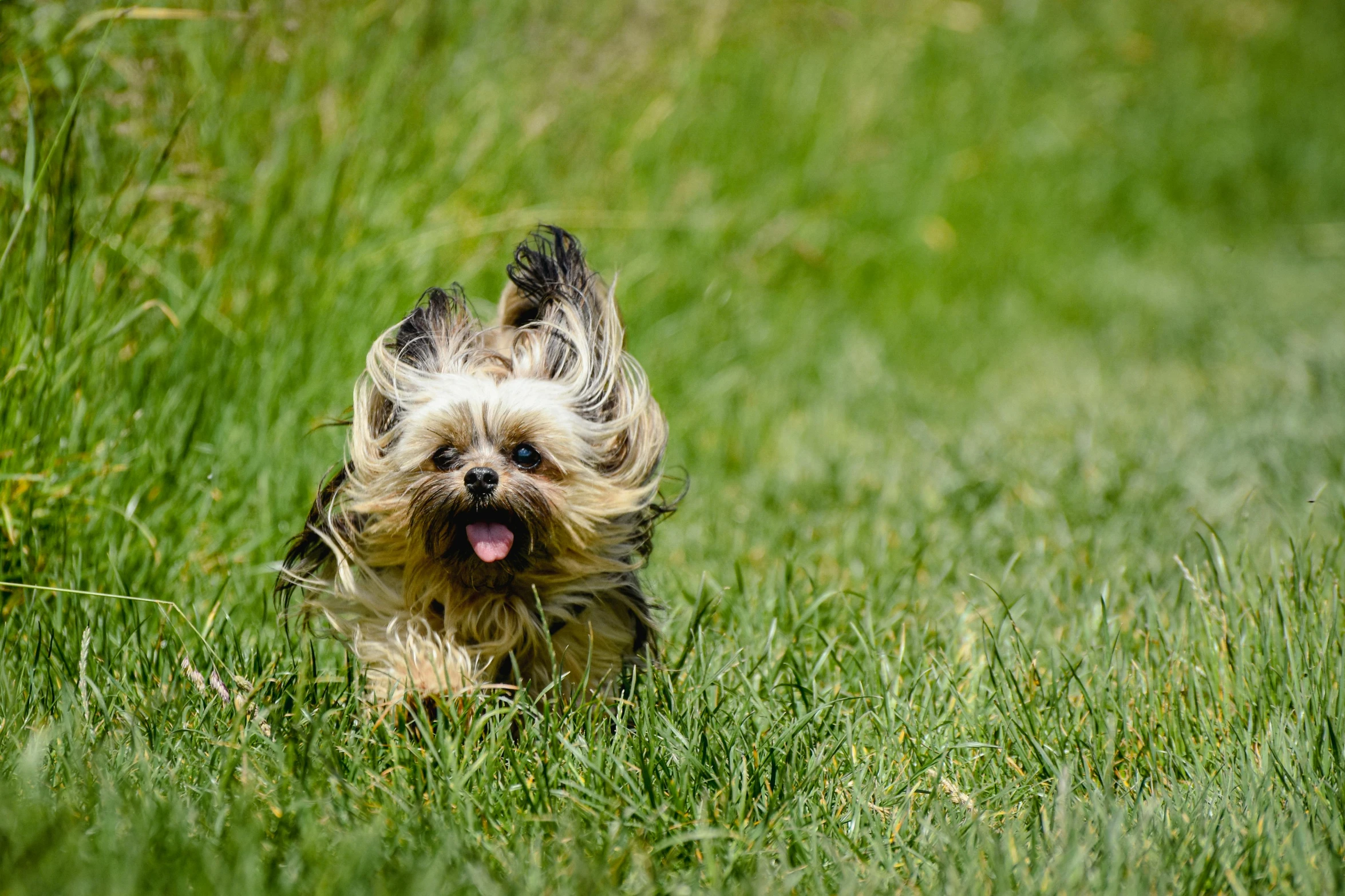 a small dog runs through the grass towards the camera