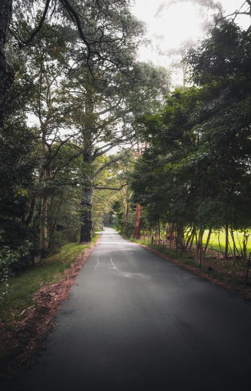 a paved road between many trees and grass