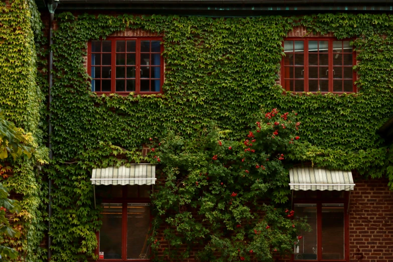 the building is covered in vines on the sidewalk