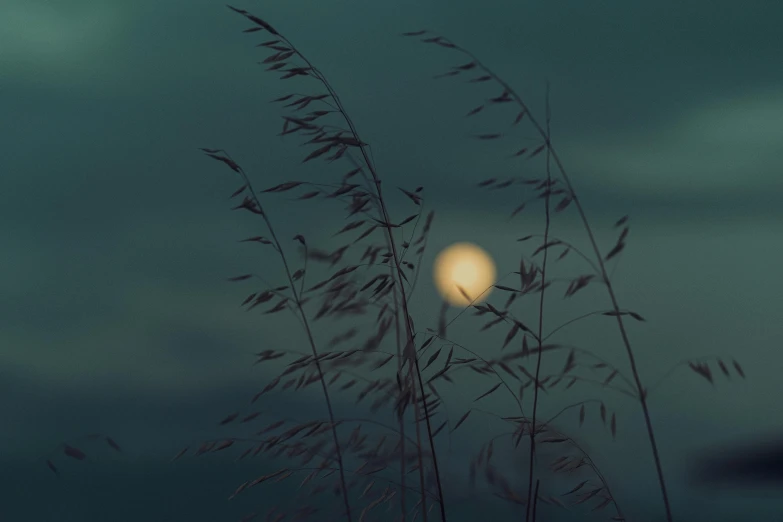 a closeup of a grassy in front of a light