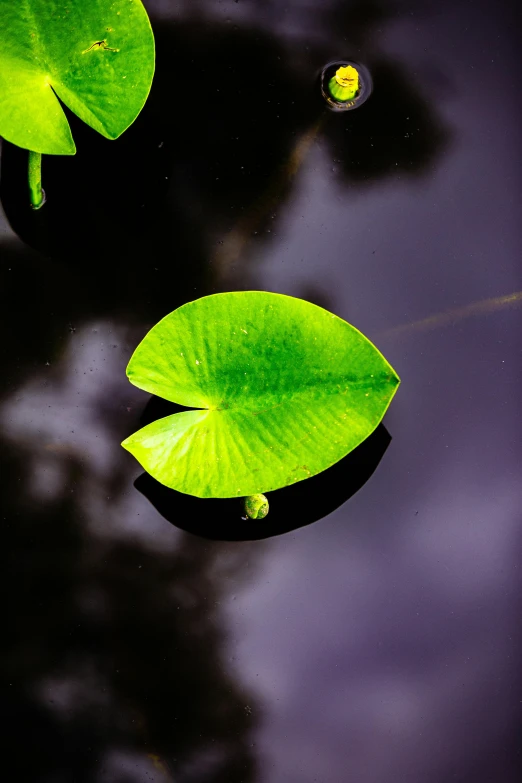 green leaf floating on water at night with sky and clouds