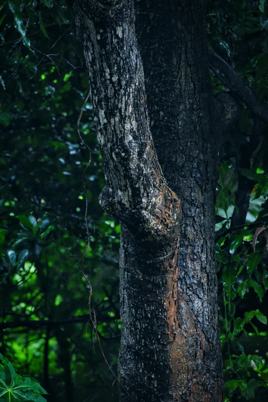 a tree with a hole cut into the trunk