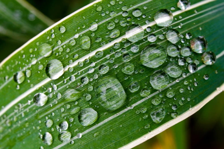 the underside of a leaf with water droplets on it