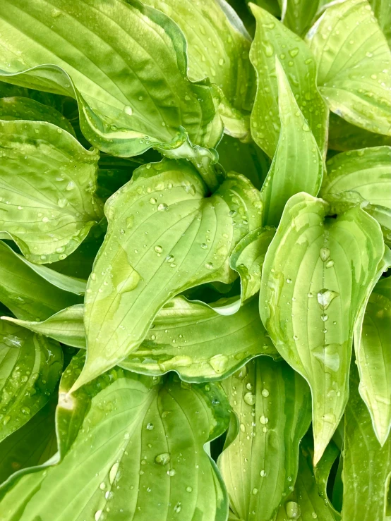 some leaves are in a field with water droplets on them