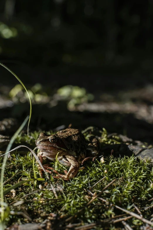 a small frog sitting on top of green grass