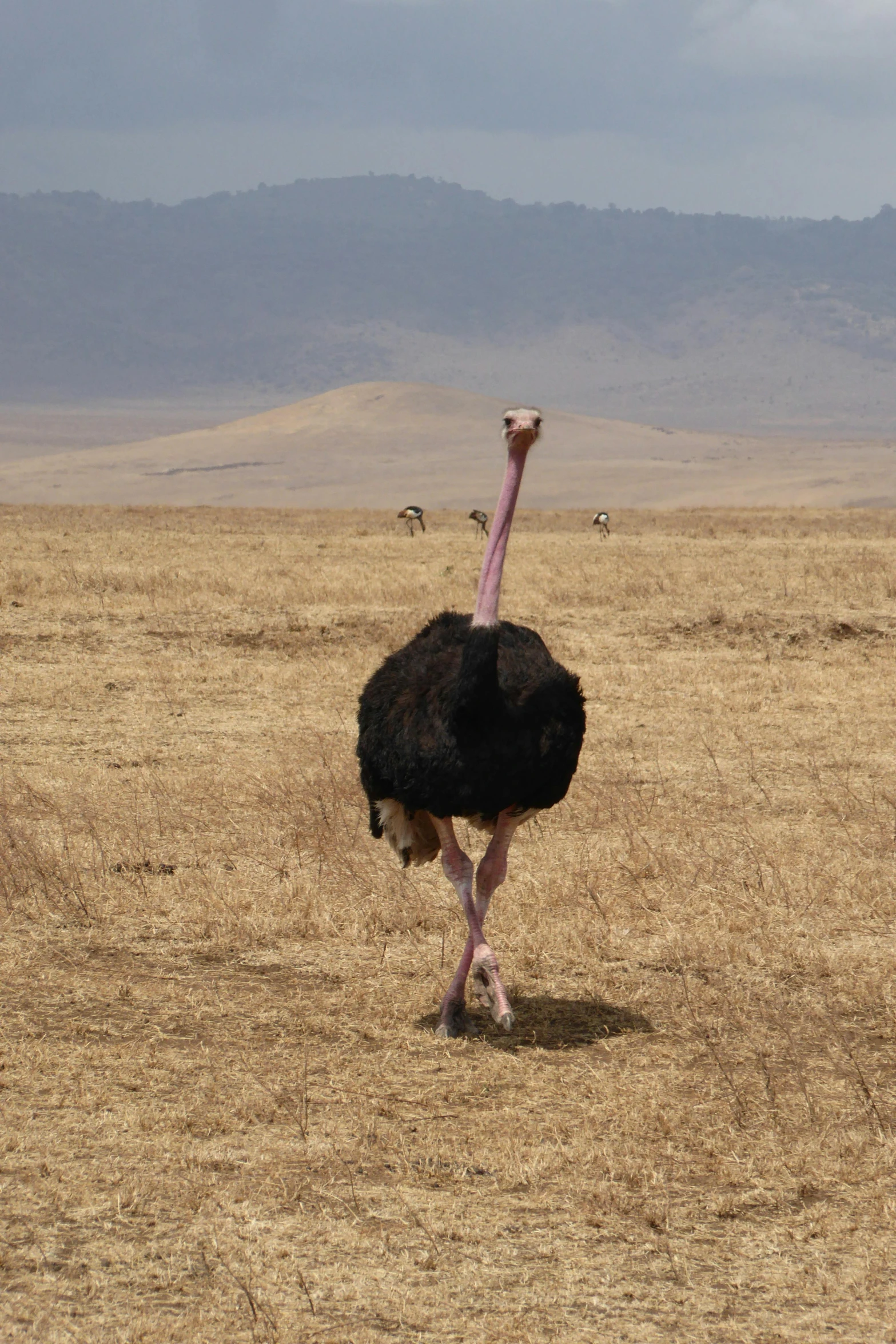 an ostrich with its head and neck in the sand