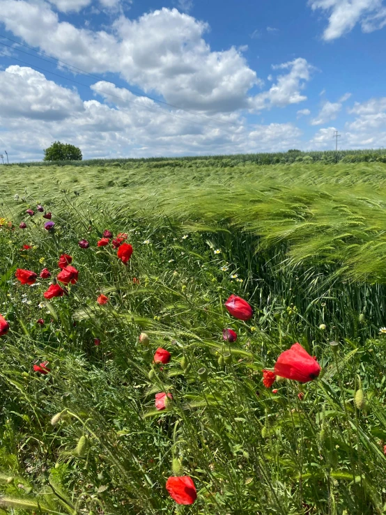 red flowers growing in the field on a sunny day