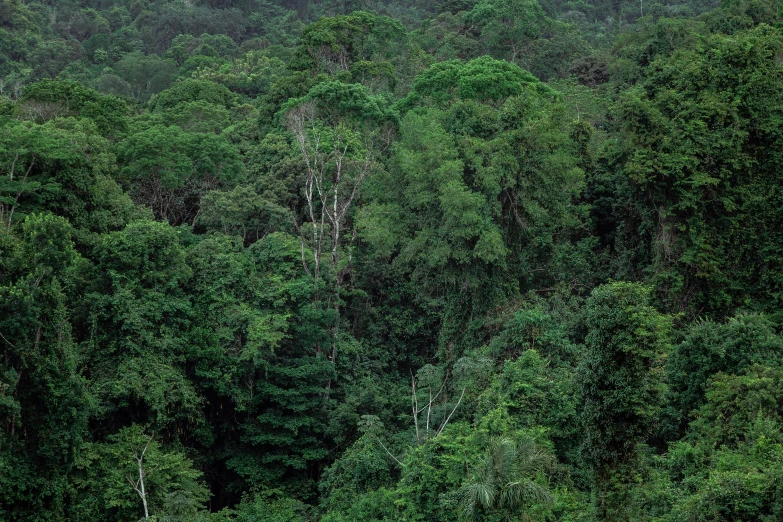 a herd of horses grazing on the side of a green forest