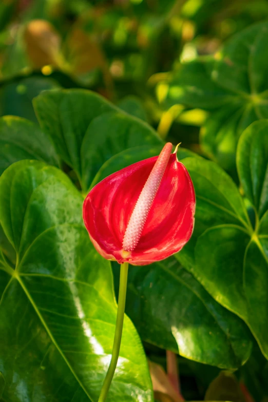 a flower that has long leaves in the background