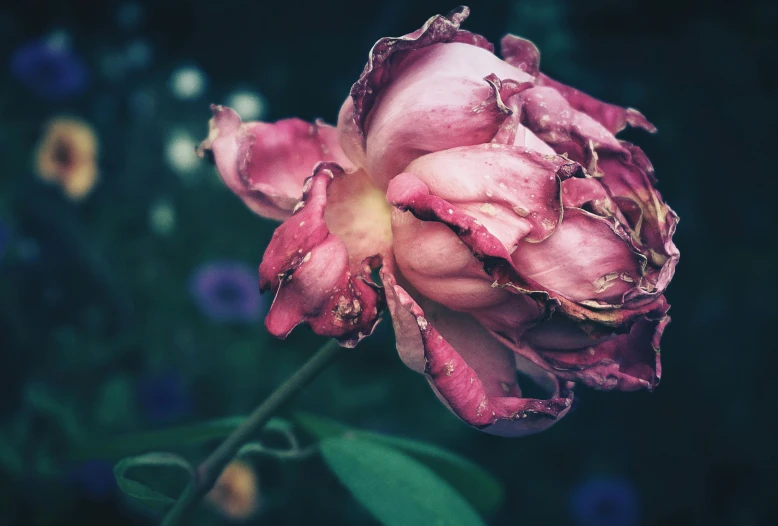 pink flower with water droplets on petals is sitting alone