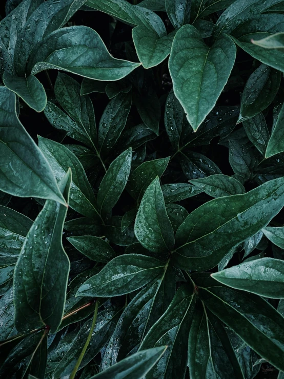 a group of green leaves on a bush