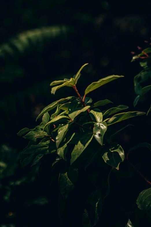 this is an image of a leafy tree