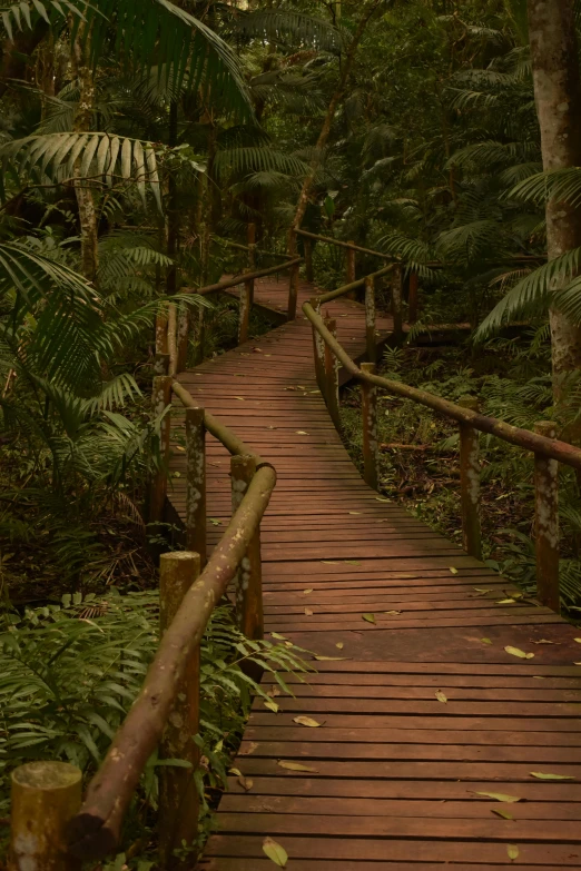 a boardwalk that goes over trees and shrubs