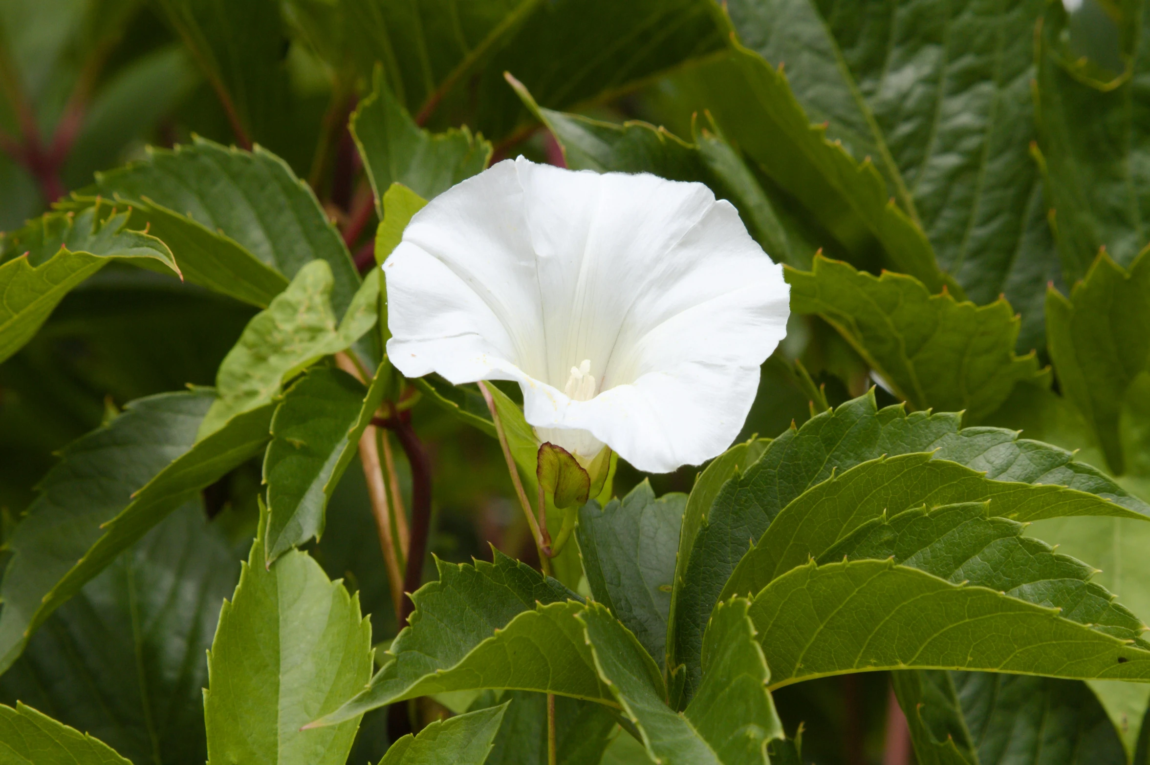 a white flower is in bloom on a large leafy plant