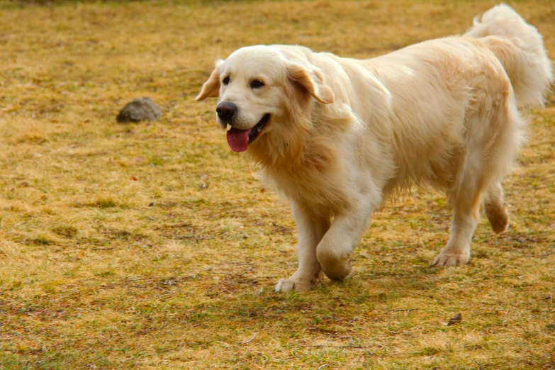 a large white dog standing in the grass