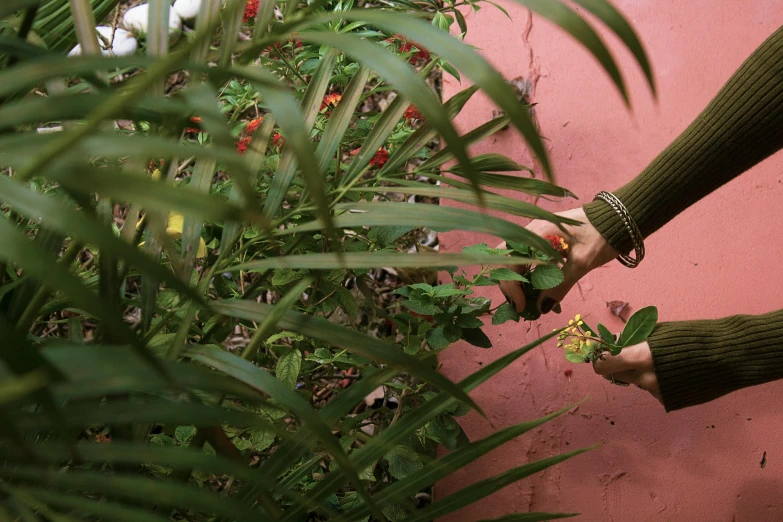 someone is picking a flower from the plant in front of a pink wall