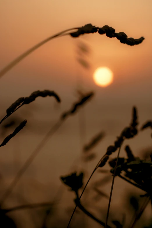 the sun is setting over the water behind plants