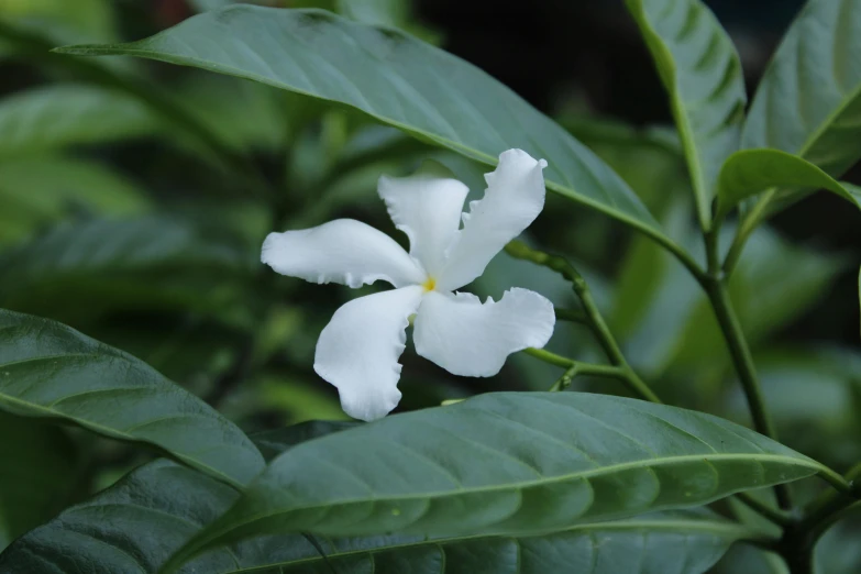 a flower that is on some leaves