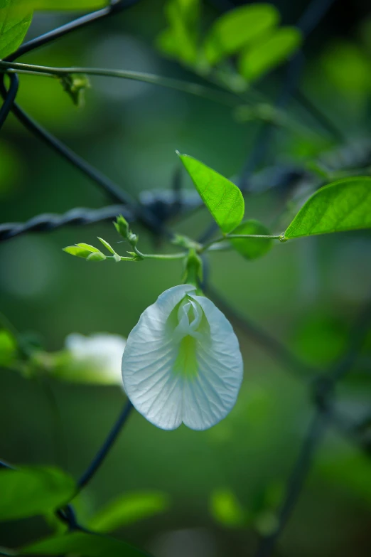 a flower with leaves is growing near a nch