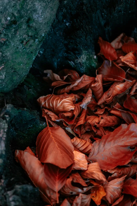 red leaves laying in the forest on some rocks