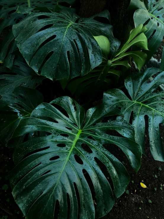 green leaves on a patch of dirt, all on separate sides