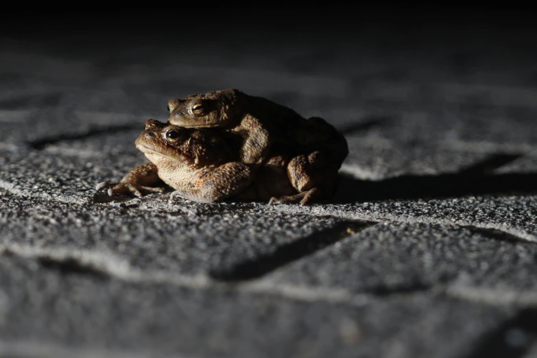 a brown and black frog sits in the middle of a sandy area