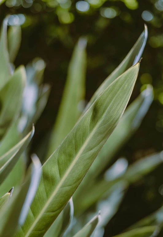 the long leaves of a plant with sunlight coming through them