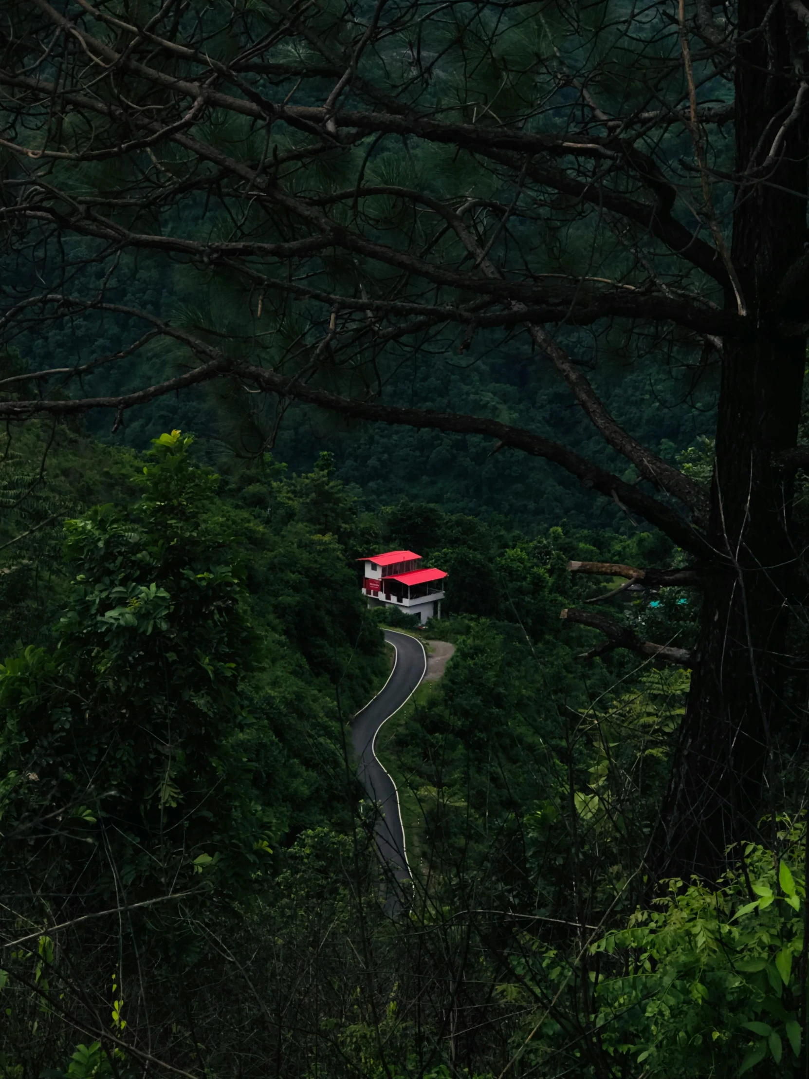 a truck that is driving down a hill in the woods