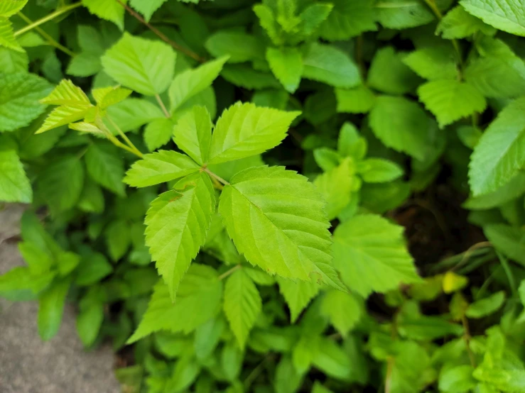 leaves and foliage are growing very close together