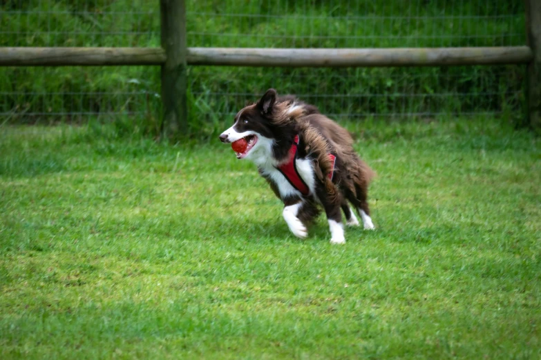 a dog running on a field of grass with an insect in it's mouth