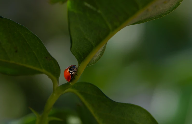 a red and black bug is on top of a green leaf