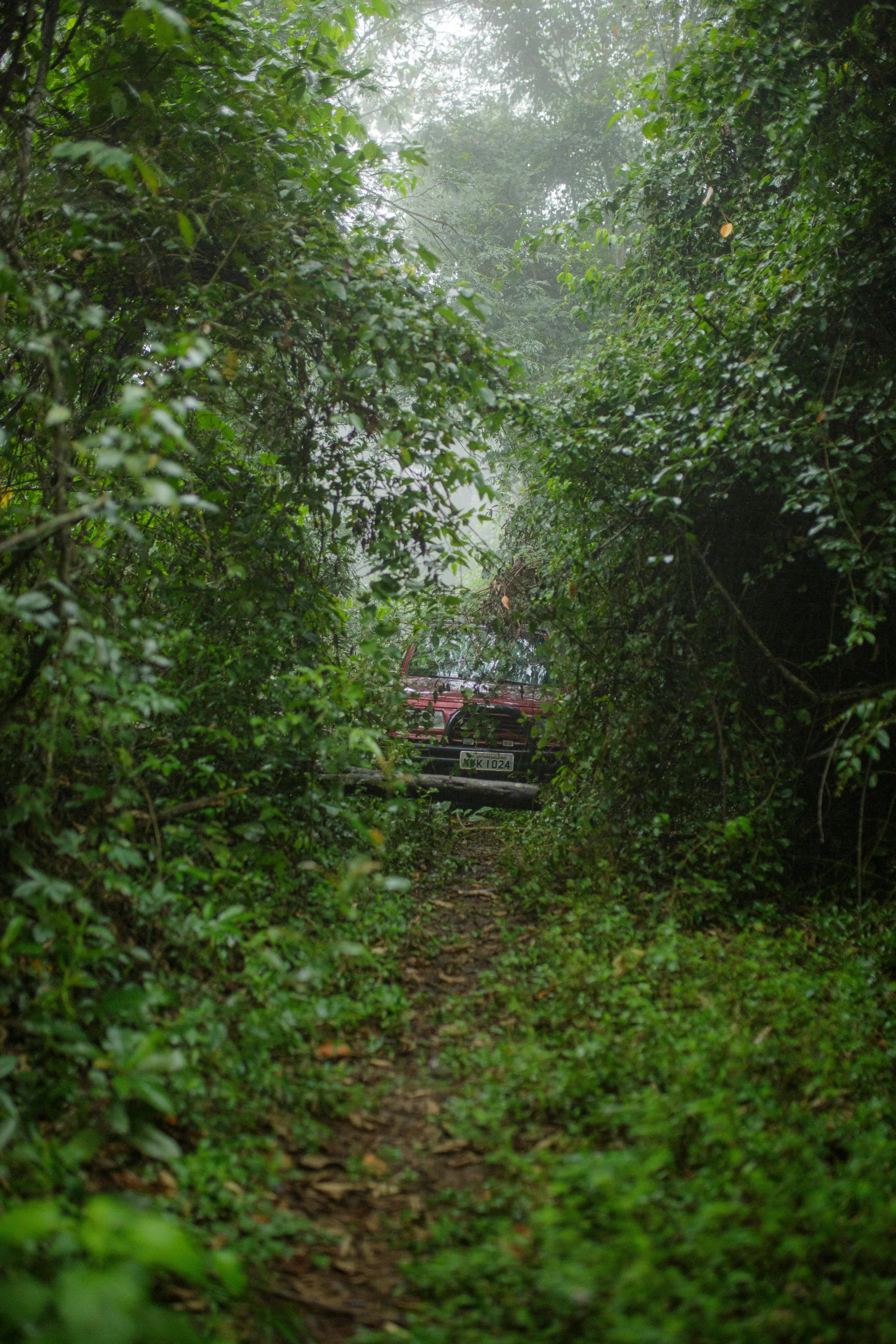 an open road covered in bushes and trees