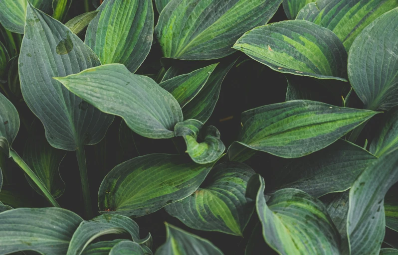 green and white leaves that are green in color