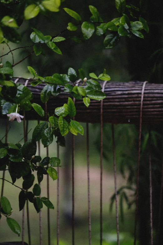 a closeup of leaves on a railing next to some trees