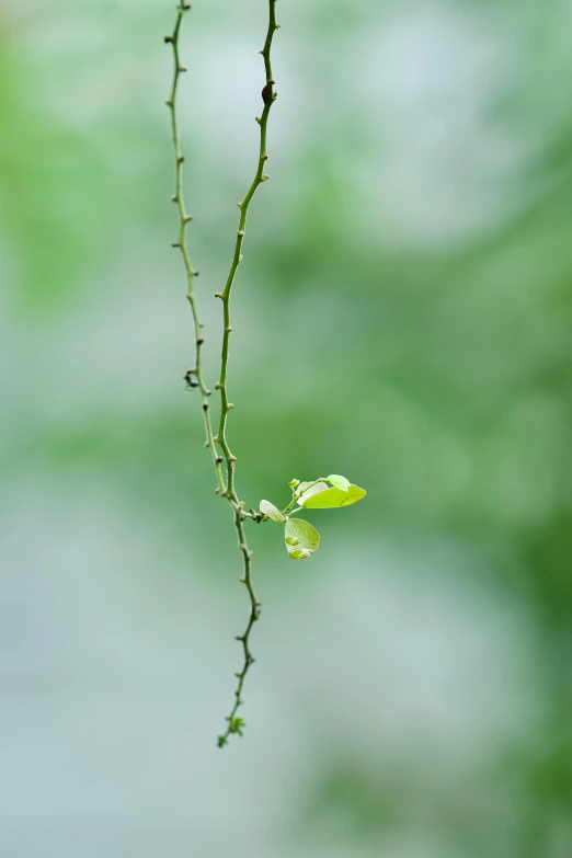 a nch with a couple leaves growing on it