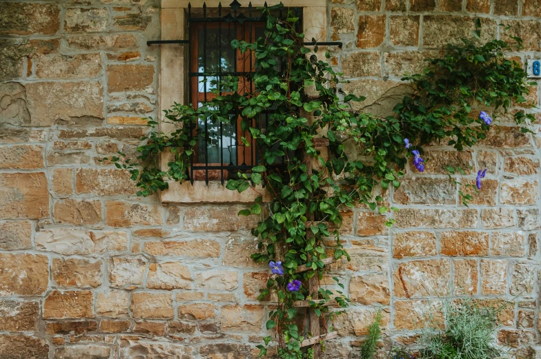 an open window with vines on the outside of it