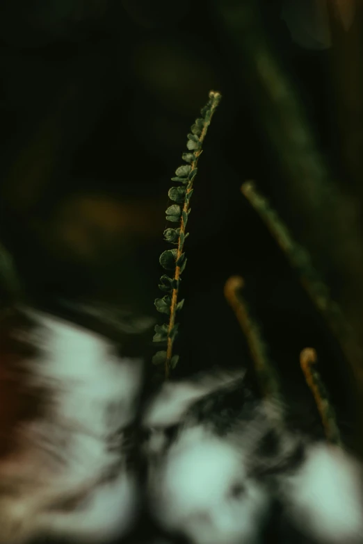 a small fern leaves on top of a leafy plant